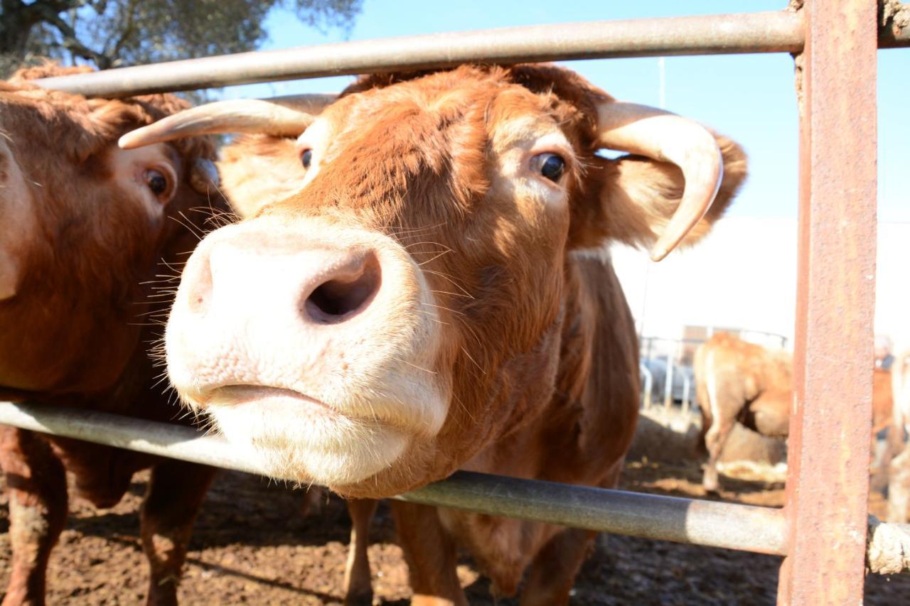 Masseria Rifisa Agriresort Caprarica di Lecce エクステリア 写真