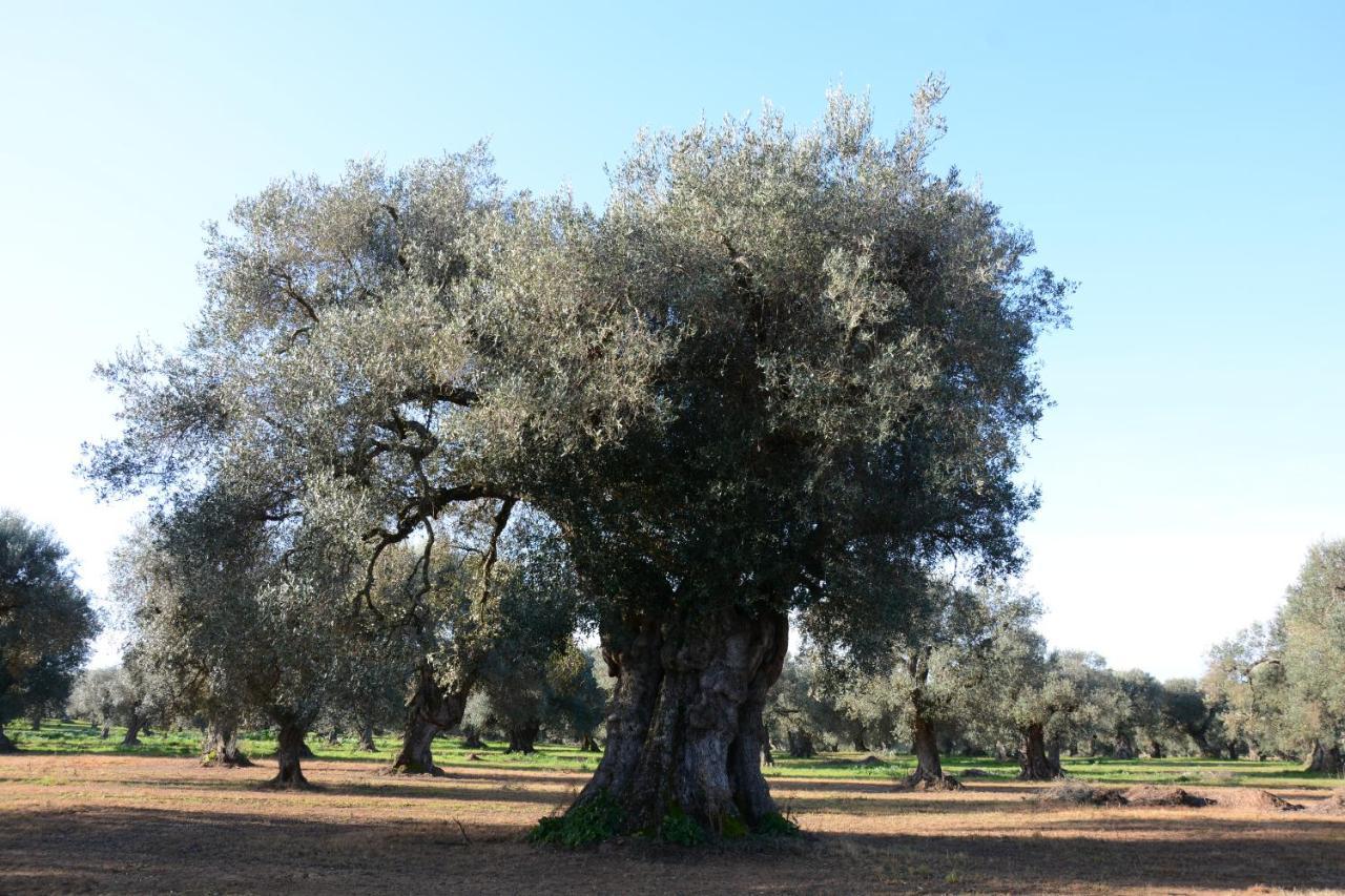 Masseria Rifisa Agriresort Caprarica di Lecce エクステリア 写真